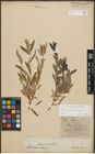 Foto von Salix purpurea L. x Salix repens L.